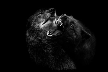 Black wolf with a black background