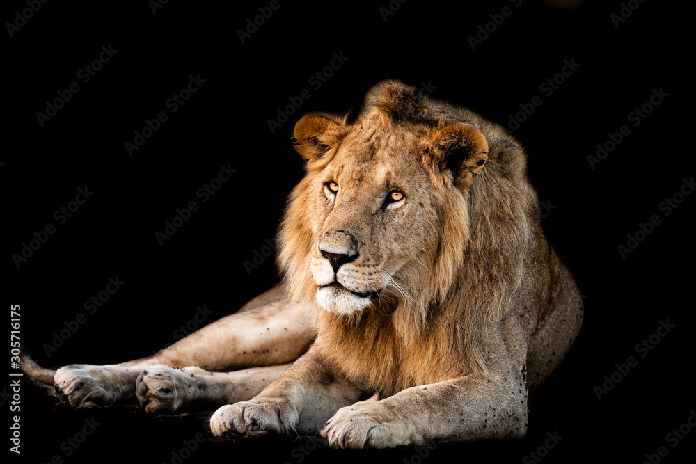 Obraz premium Lion with a black background