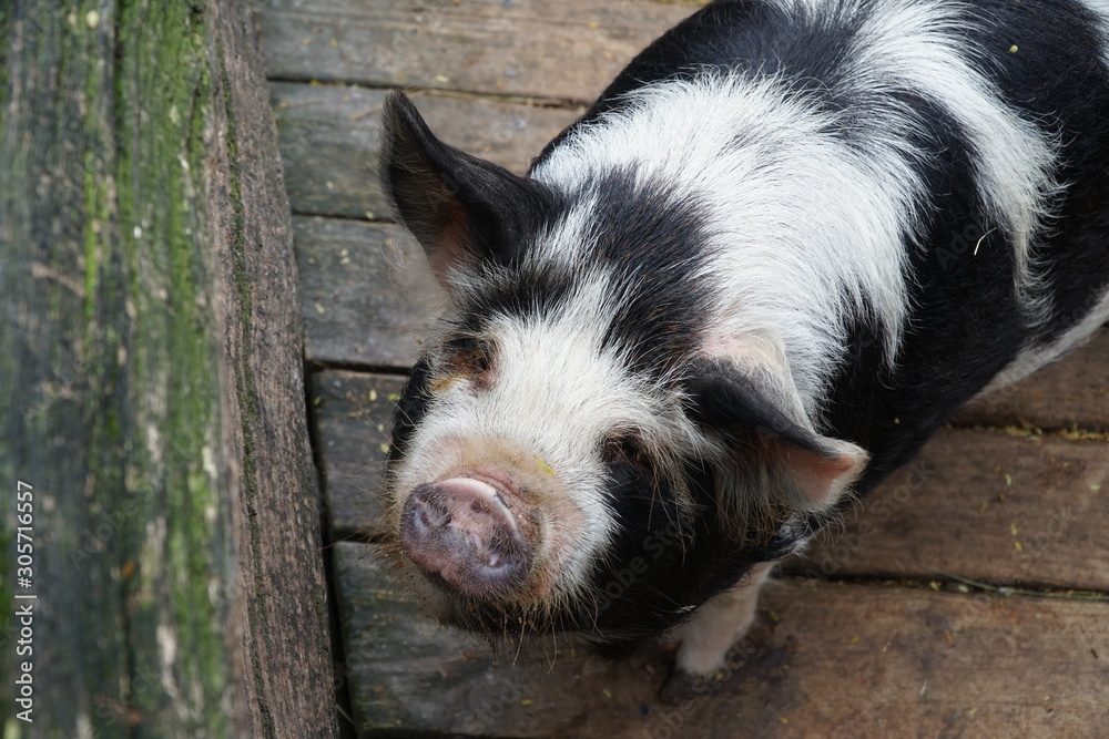 close up shot of a small pig in new zealand close up shot of a small pig in new zealand