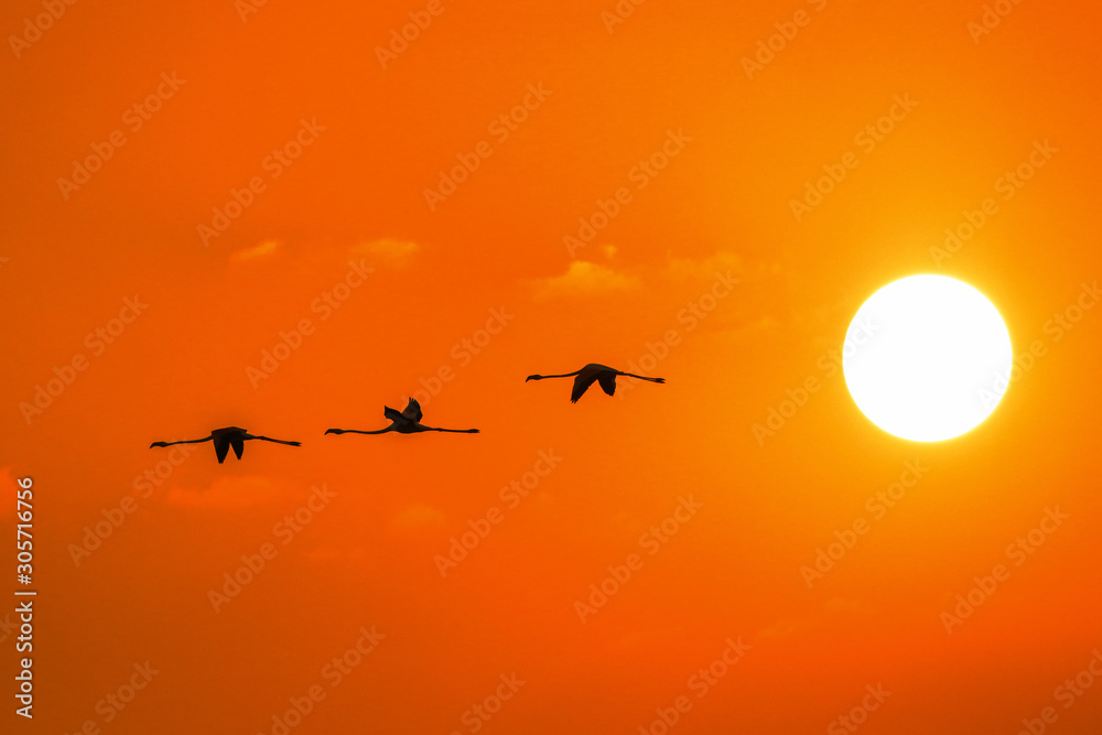 Fototapeta premium Morning Beauty