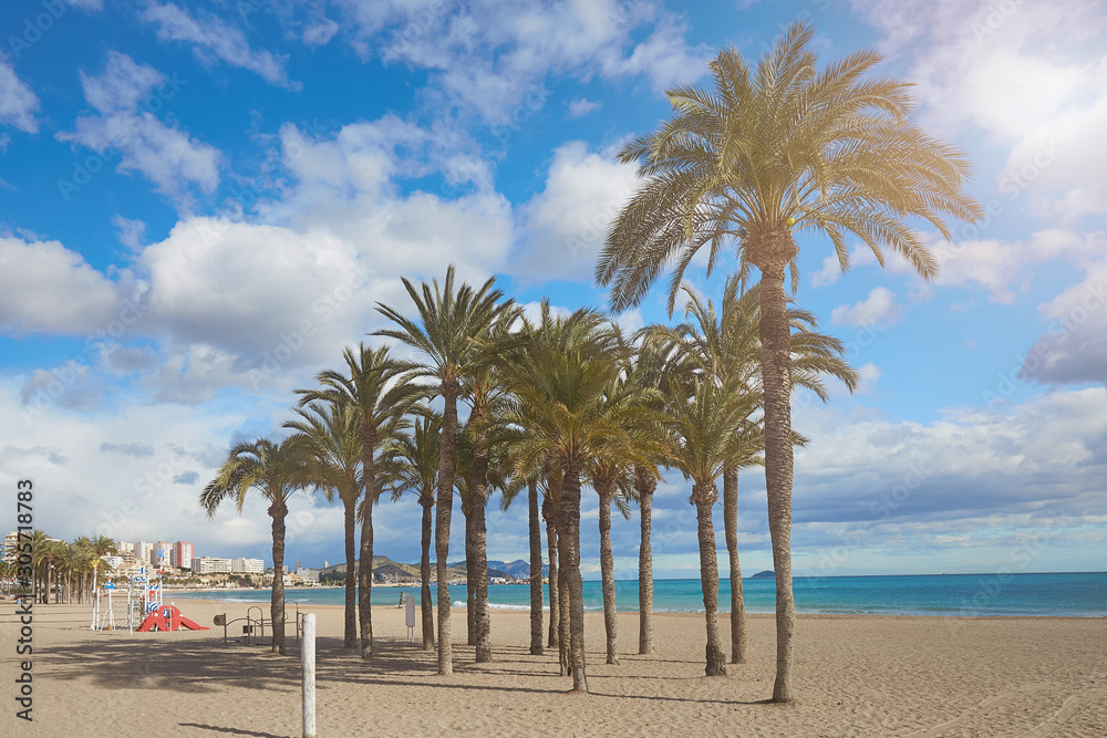 Palm trees on the beach against the background of the sea and blue sky with beautiful clouds in the sun. Villajoyosa, Spain Palm trees on the beach against the background of the sea and blue sky with beautiful clouds in the sun. Villajoyosa, Spain