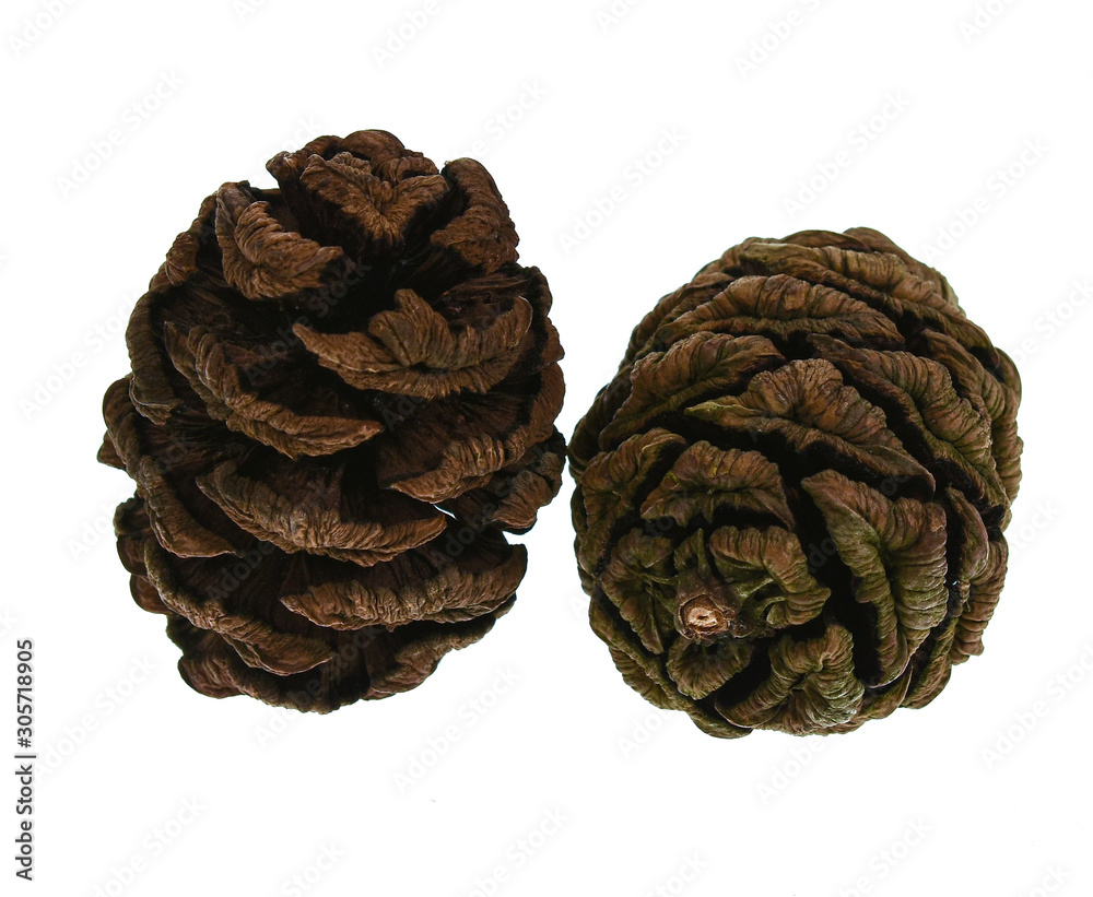 Sequoia cones on white background Sequoia cones on white background