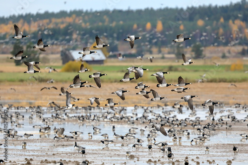 Large number of geese in autumn © Risto