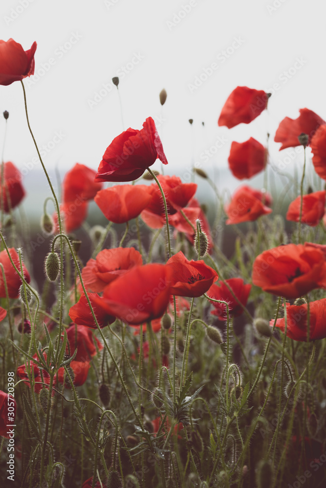 Obraz premium pole maków