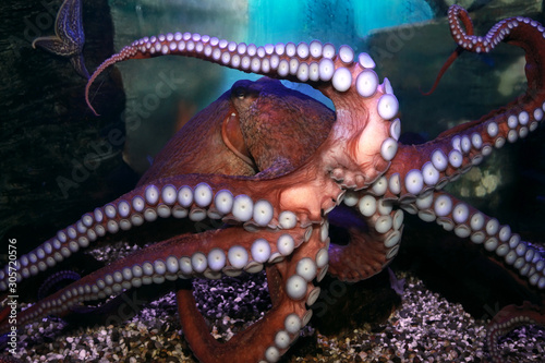 Octopus (Octopoda). photo