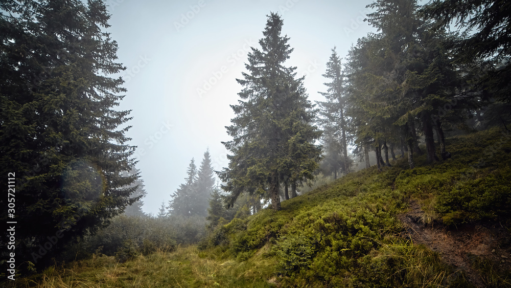 Beautiful misty fir tree forrest with morning haze and green grass hills scenic view autumn rural landscape. Adventure mountain hiking. Beautiful moody light. Travel concept. Panoramic view background