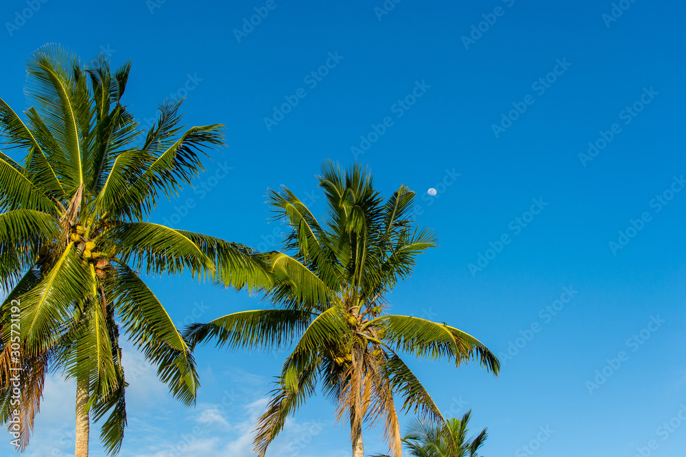 Moon rise on top of palm trees and blue sky