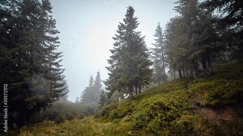Beautiful misty fir tree forrest with morning haze and green grass hills scenic view autumn rural landscape. Adventure mountain hiking. Beautiful moody light. Travel concept. Panoramic view background