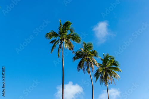 Palm trees over a blue skies 