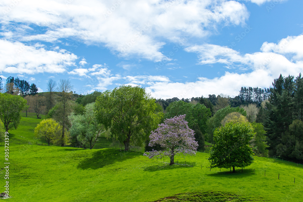 Tree with pink blossoms in the middle of a green field Tree with pink blossoms in the middle of a green field