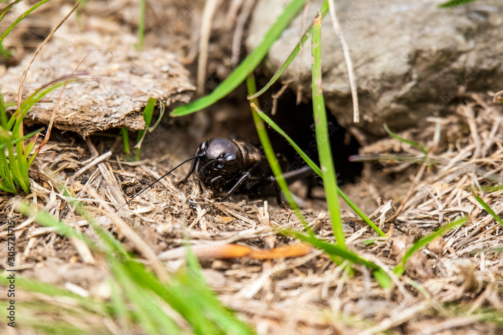 black cricket. Gryllus campestris black cricket. Gryllus campestris