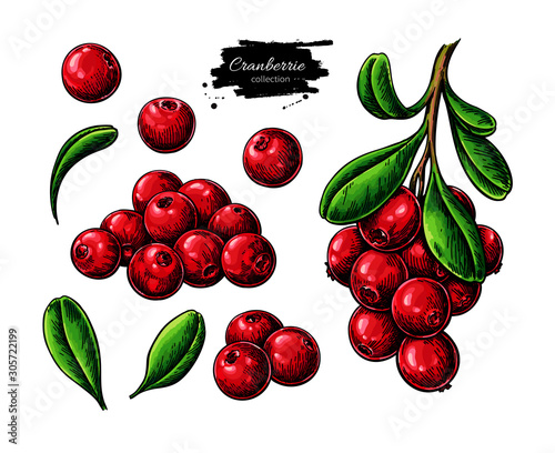 Cranberry vector drawing. Isolated berry branch sketch on white background.