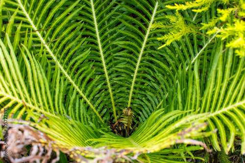 Green leaf of fern