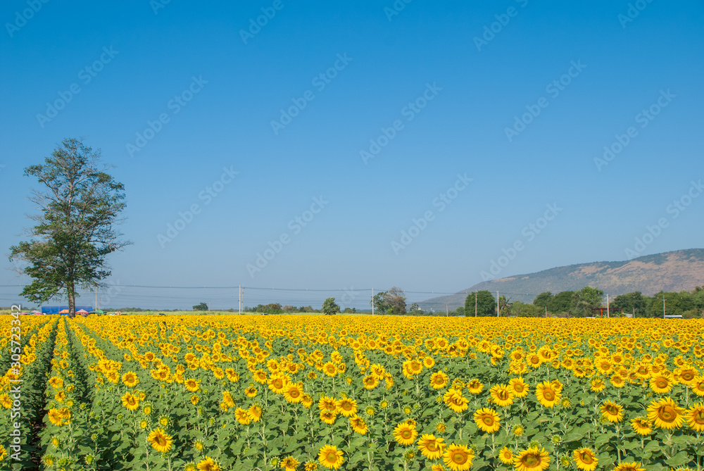 sunflowers, sunflowers farm, sunflowers from Thailand country