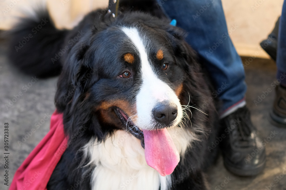 Bernese Mountain Dog face close-up. The dog is black with a white spot on the nose and chest. Berner Sennenhund sticks out his tongue and looks away.