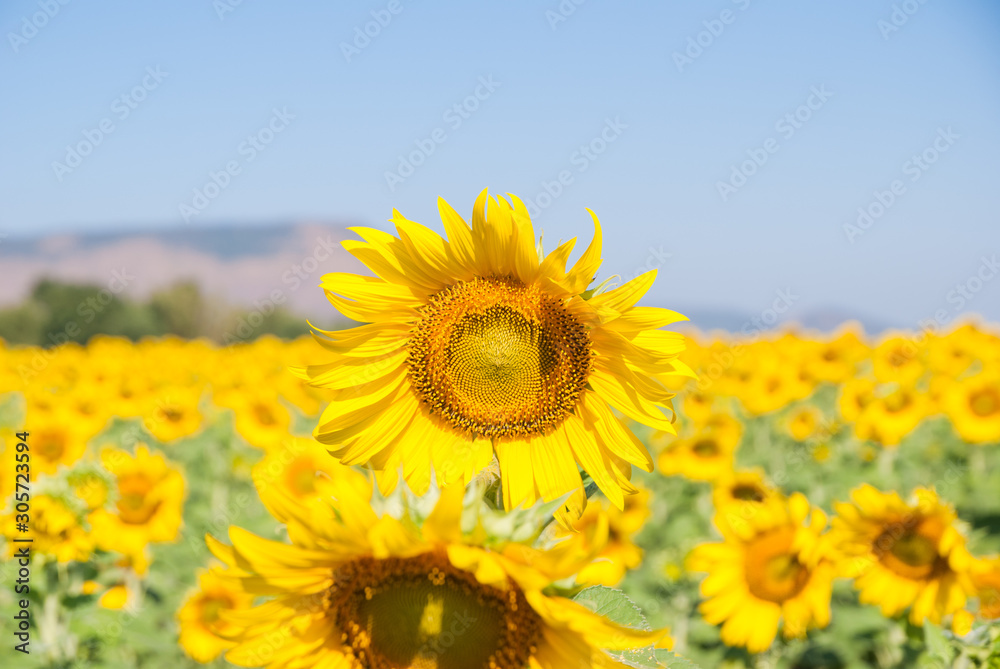 sunflowers, sunflowers farm, sunflowers from Thailand country sunflowers, sunflowers farm, sunflowers from Thailand country