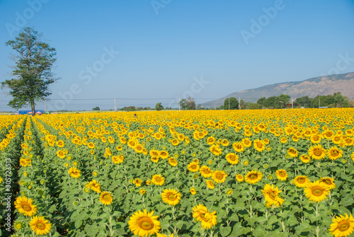 sunflowers, sunflowers farm, sunflowers from Thailand country © Somchai