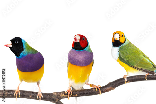 Gouldian finch Bird