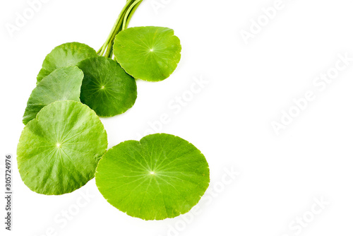 Asiatic Leaf Herb gotu kola, indian pennywort, centella asiatica, tropical herb isolated on white background. ayurveda herbal medicine inhibited or slowed growth of cancer cells Help prevent cancer