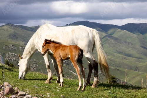 Mare and foal in Mongolia