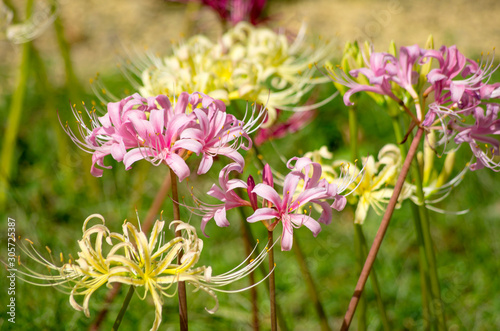 リコリス　白とピンク