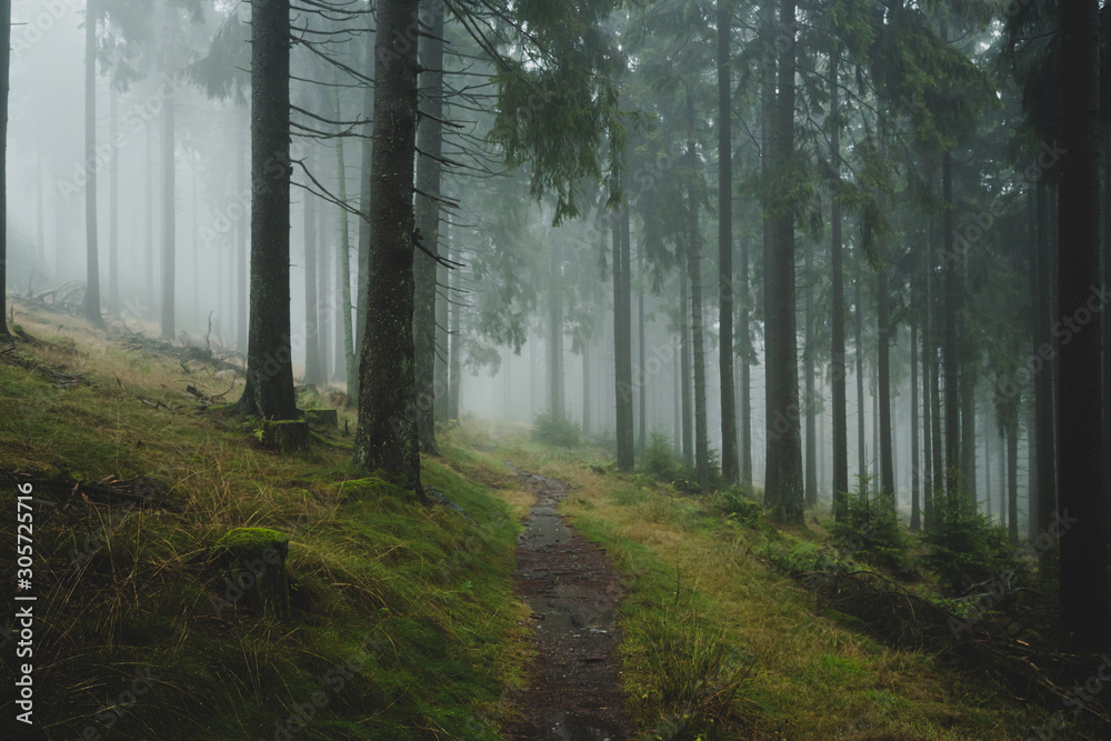 Obraz premium foggy forest path