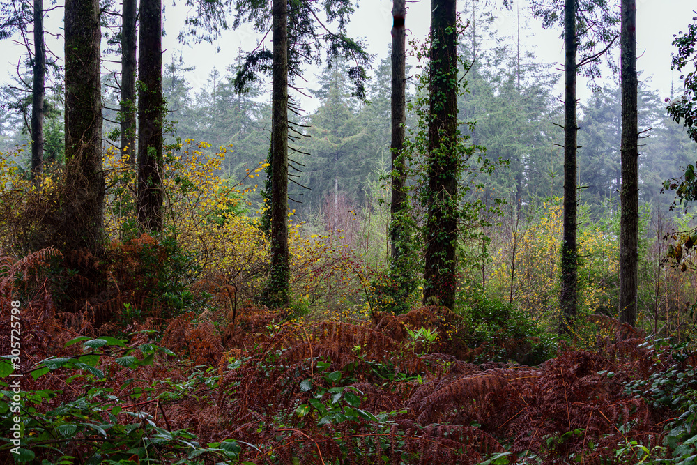 Naklejka premium autumnal woodland with fall colours cornwall uk 