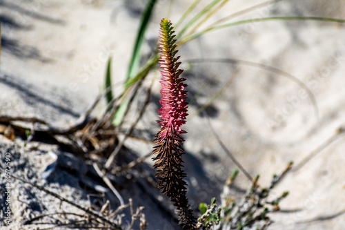 Drying flower of Euphorbia paralias, Razo Beach, A Coruña, Spain. photo