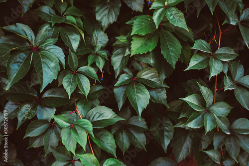 Wallpaper Mural Vintage picture tone of little green leaves background Torontodigital.ca