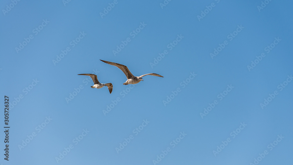 Seagull at Razo Beach, A Coruña, Spain