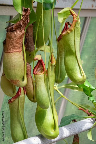 Genus nepenthes in green house