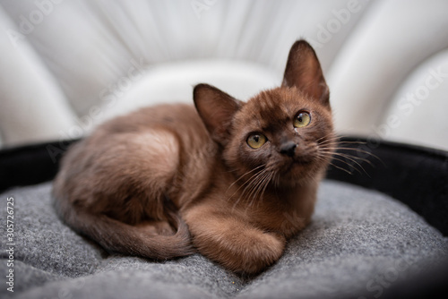 kitten Scottish British cat Burmese munchkin animals © Дария