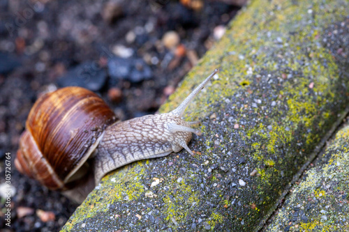 Schnecke Schneckenhaus Makro 