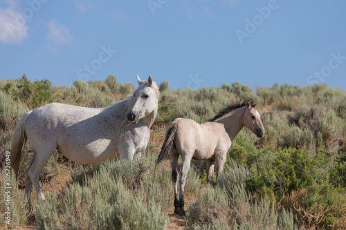 Wild Horse Mare and Foal in Colorado in Summer