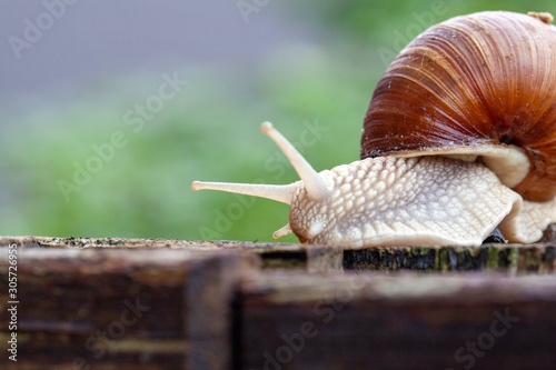 Schnecke Schneckenhaus Makro 