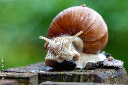 Schnecke Schneckenhaus Makro 