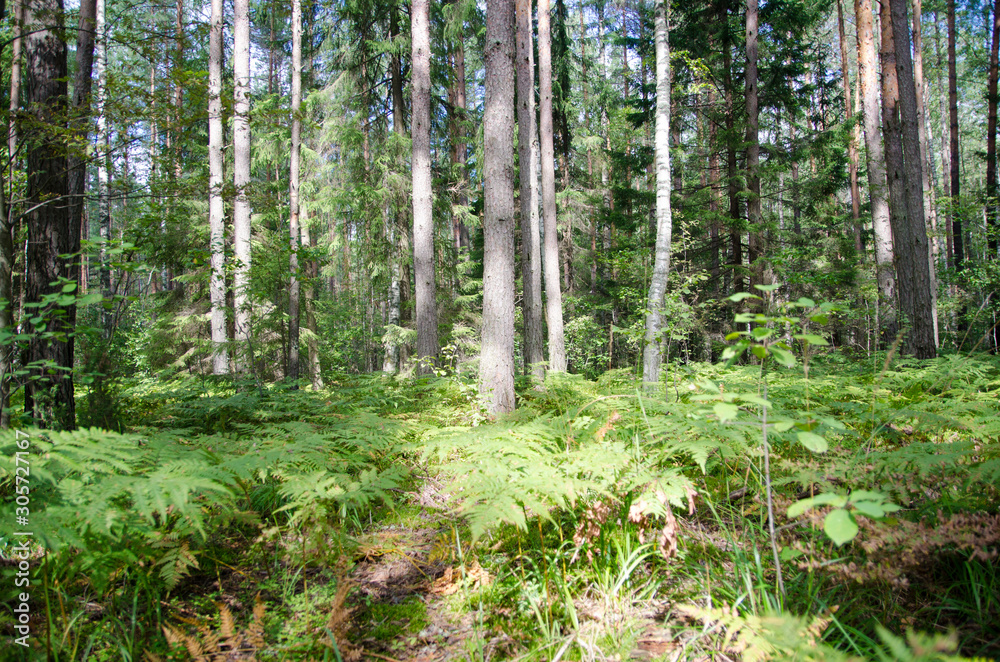 walk through the summer forest in the afternoon walk through the summer forest in the afternoon