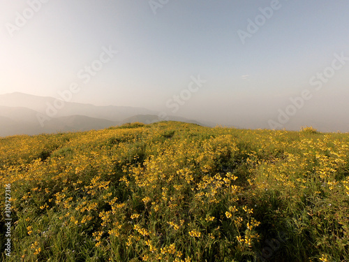 Flowers in Beautiful Peruvian landscape photo