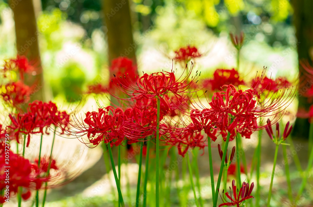 lycoris　曼殊沙華　ヒガンバナ