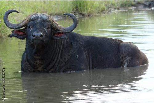 The African buffalo or Cape buffalo (Syncerus caffer) large male lying covered in small pond. Big bufallo in the water.