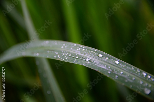 water drops on leaves after rain