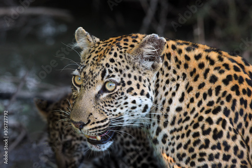 The leopard  Panthera pardus  leopardess teeth bared  impending mother.Large female leopard prevents young teeth with her teeth. Portrait of angry mother.