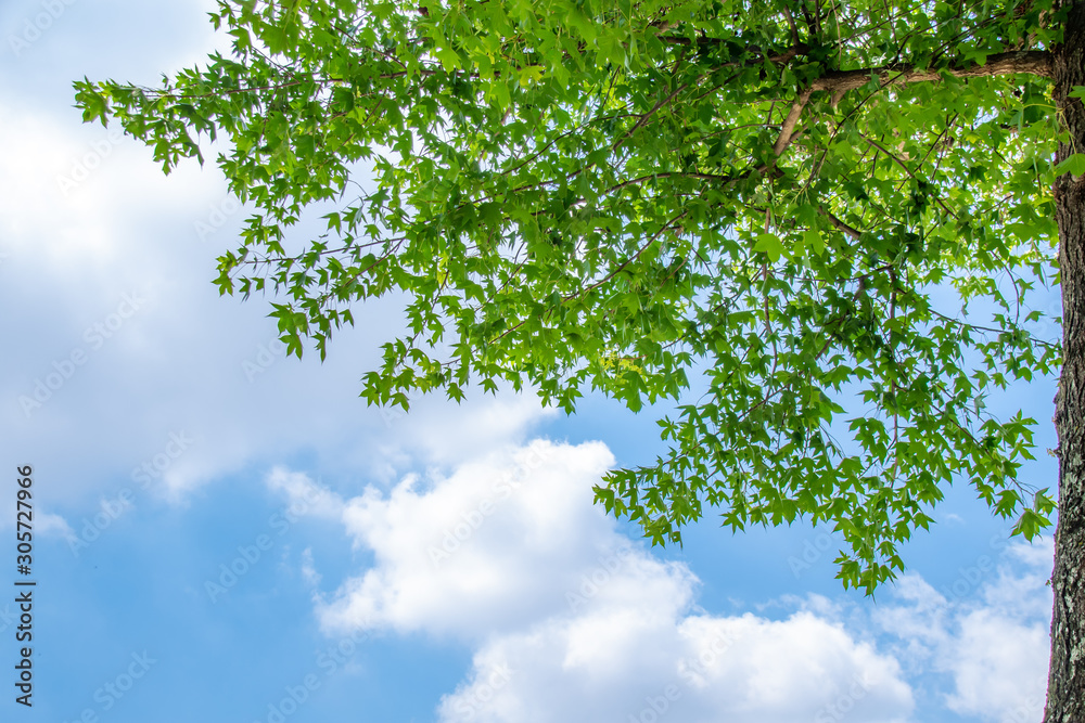 American sweetgum foliage with blue sky background American sweetgum foliage with blue sky background