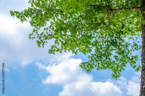 American sweetgum foliage with blue sky background © Kuutanx