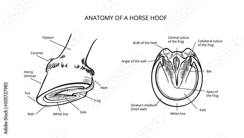 Horse info graphic poster design. Anatomy of horse hoof. Vector illustration.