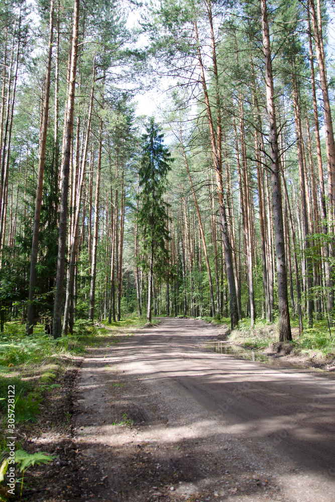 road through the forest in summer in Sunny weather road through the forest in summer in Sunny weather