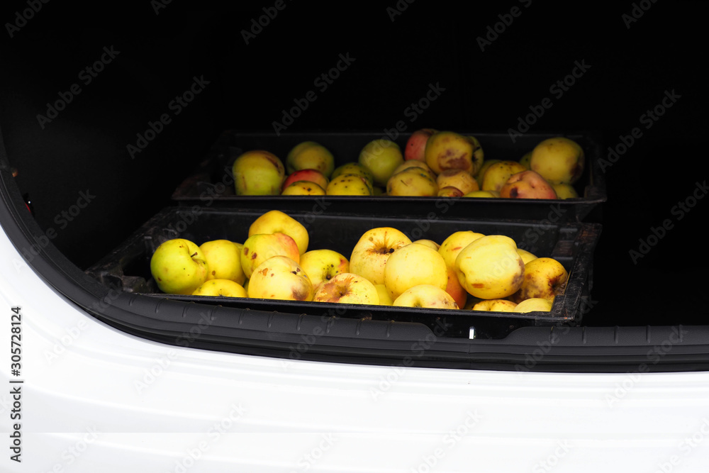 Crates of apples in the trunk of a car, harvesting