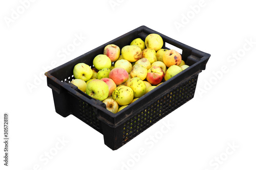 Black plastic box with fallen apples isolated on white background. Ripe apples in harvest box