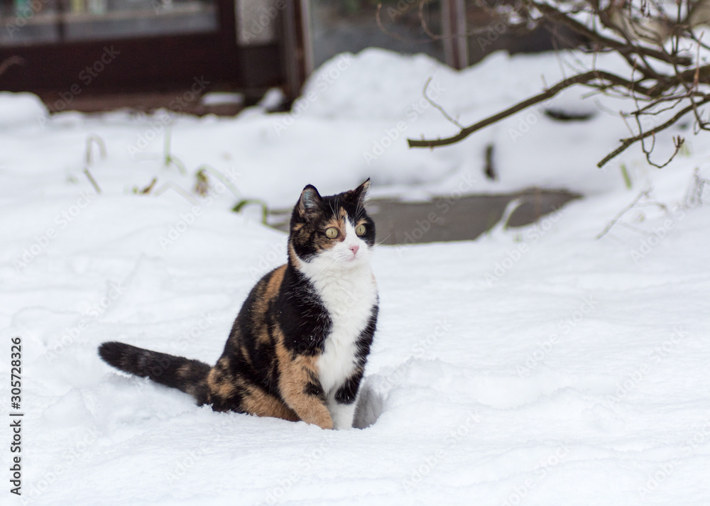 Katze spielt im Schnee (Julie)