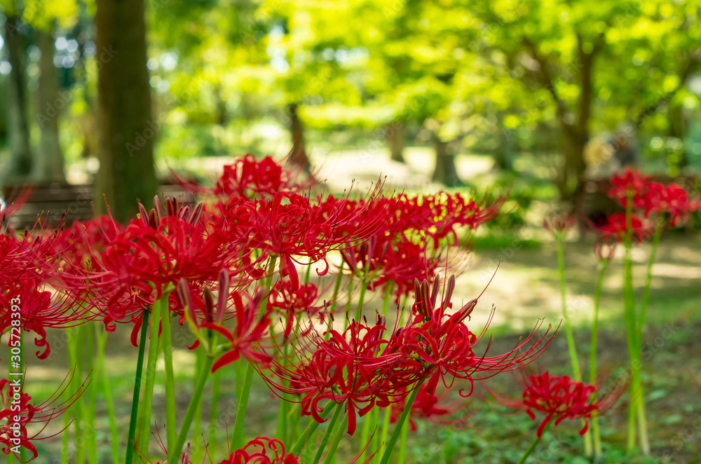 lycoris 曼殊沙華 ヒガンバナ lycoris 曼殊沙華 ヒガンバナ